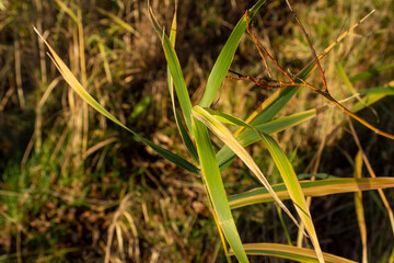 Green grass on the shore of the River Vuoksa, Russia