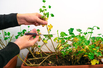 Plant care. Pruning geraniums for further lush flowering.