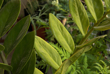 Flora. Closeup view of a Zamioculcas zamiifolia, also known as Zanzibar gem, stem and green leaves.