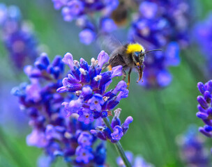 Closeup on bumblebee collecting nectar for honey from lavender flowers.