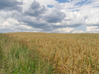 Horizontal view of the barley field before harvest during a cloudy day.