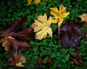 Autumn leaves fallen on clovers