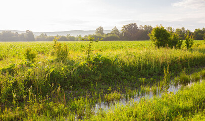 Field. Sunrise landscape, summer