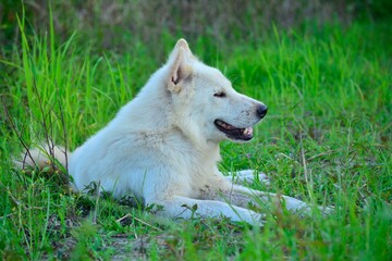 portrait of a white dog the view of the dog in the grass, the white dog