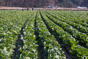 Korean green vegetables cabbage field and autumn harvest.