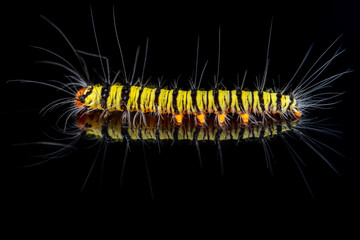 Yellow worm on black background