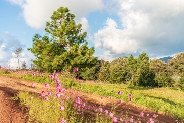Fototapeta premium Natural green field with trees and pastures at summer sunny day