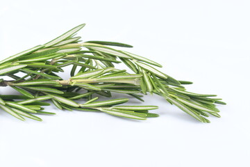 Fototapeta premium Sprig of rosemary, and evergreen aromatic herb, on white, high-key background, with bright exposure.