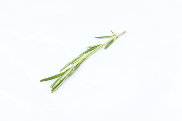 Sprig of rosemary, and evergreen aromatic herb, on white, high-key background, with bright exposure.