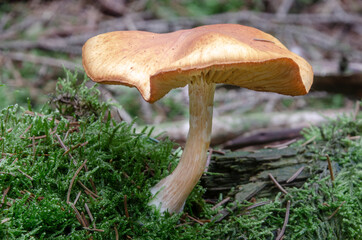 Ein  Pilz im Wald, bräunlich mit Hut