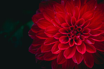 Close up sur une fleur de dahlia couleur rouge éclatant