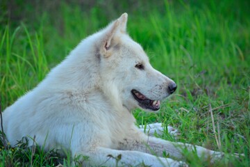 Naklejka na ściany i meble portrait of a white dog the view of the dog in the grass, the white dog