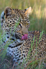 The African leopard (Panthera pardus pardus) female portrait in the grass. Portrait of a young leopard female licking her snout in the morning sun.