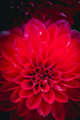 Close up sur une fleur de dahlia couleur rouge éclatant