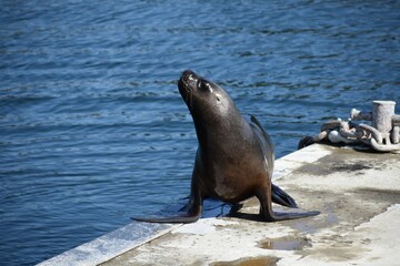 Naklejka premium lobos marinos