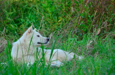 white wolf in the grass portrait of a white dog the view of the dog in the grass, the white dog