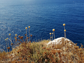 Rocky mountains by the sea with herbs