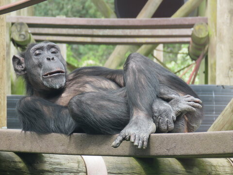 A chimpanzee or chimp is lying on the back and relaxing
