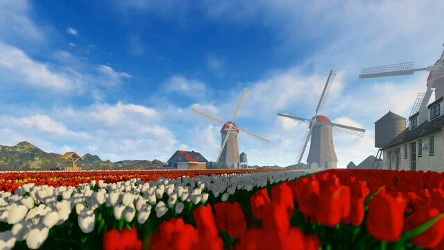 Old windmill running near tulip field