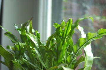 Frond of a bird's nest fern, Asplenium nidus, a common indoor plant.