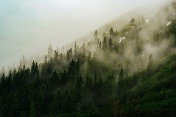 Foggy mountain forest misty landscape backgorund
