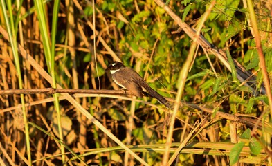 A magpie eating grass