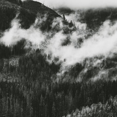Foggy mountain forest misty landscape backgorund black and white