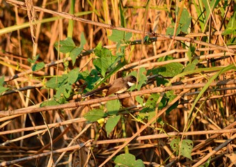 A magpie eating grass