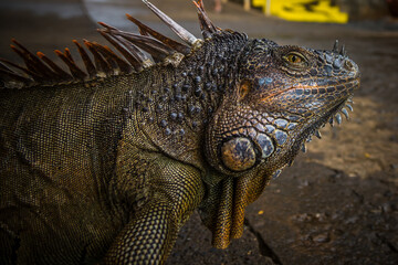 Iguana exposure done in iguana farm in Roatan, Honduras.