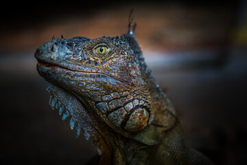 Iguana exposure done in iguana farm in Roatan, Honduras.