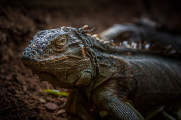 Iguana exposure done in iguana farm in Roatan, Honduras.