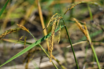 Close up of yellow rice field