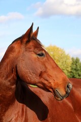 beautiful head portrait from a brown quarter horse on the paddock