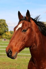 beautiful head portrait from a brown quarter horse on the paddock