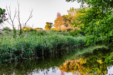 Beautiful forgotten pond among a huge amount of green vegetation. Calm, quiet water surface on a pond, wild nature, unspoilt place