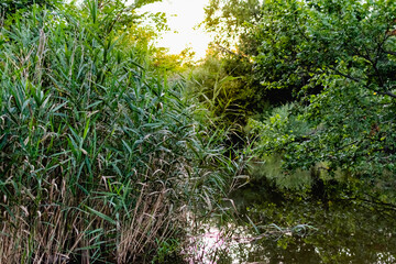 Beautiful forgotten pond among a huge amount of green vegetation. Calm, quiet water surface on a pond, wild nature, unspoilt place