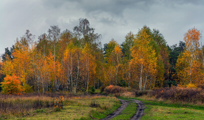 The forest is decorated with autumn colors. Hiking. Walk in the autumn forest.
