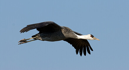 Hooded Crane, Monnikskraanvogel, Grus monacha