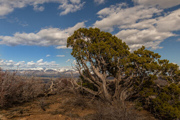 Fototapeta na wymiar View from Point Lookout Trail, Mesa Verde National Park, Colorado 
