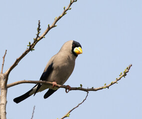 Grijze Dikbek, Japanese Grosbeak, Eophona personata