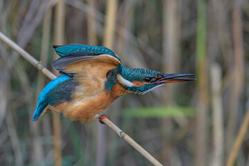 matin pescatore pronto al volo