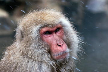 Japanse Makaak, Japanese Macaque, Macaca fuscata