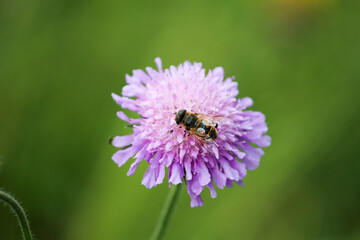 Bee on a scabiosa