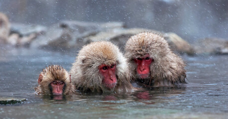 Naklejka premium Japanse Makaak, Japanese Macaque, Macaca fuscata