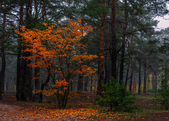 Obraz premium The forest is decorated with autumn colors. Hiking. Walk in the autumn forest.