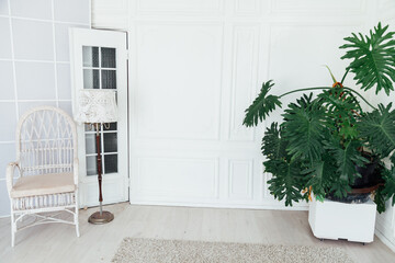 green plant and chair with a door in the interior of the white room