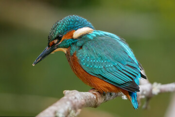 Ein Eisvogel auf einen Ast !