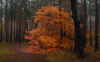 The forest is decorated with autumn colors. Hiking. Walk in the autumn forest.