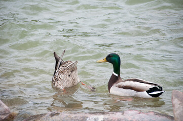 Two ducks are swimming in the pond. One duck swims vertically