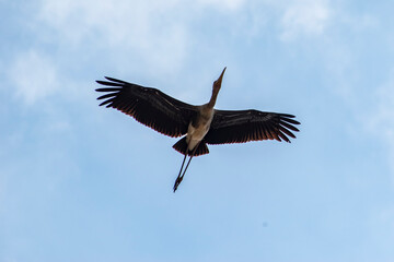 stork in flight